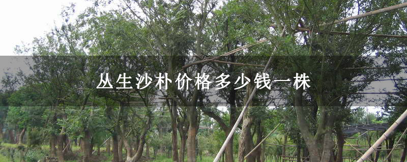 丛生沙朴价格多少钱一株