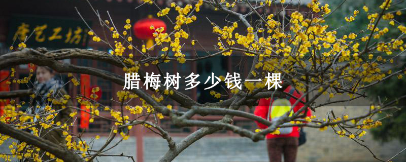 腊梅树多少钱一棵