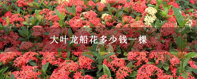 大叶龙船花多少钱一棵