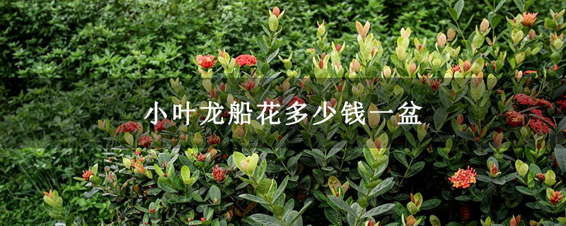 小叶龙船花多少钱一盆