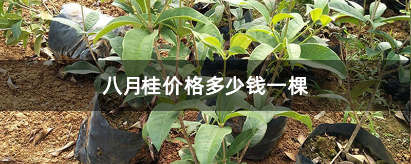 八月桂价格多少钱一棵