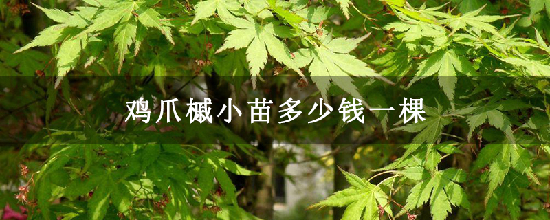 鸡爪槭小苗多少钱一棵