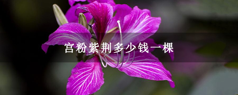 宫粉紫荆多少钱一棵