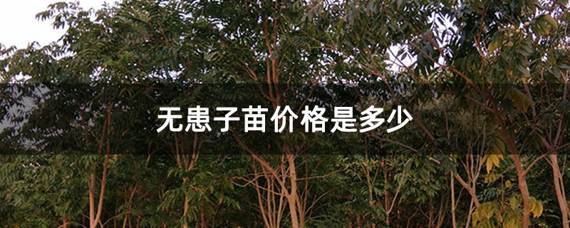无患子苗价格是多少