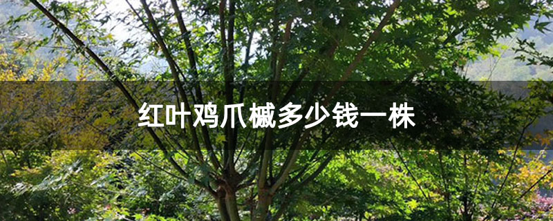 红叶鸡爪槭多少钱一株