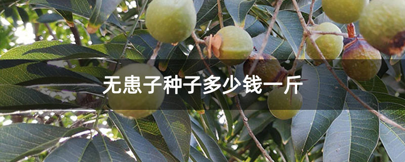无患子种子多少钱一斤