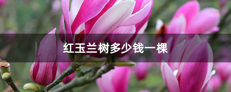红玉兰树多少钱一棵