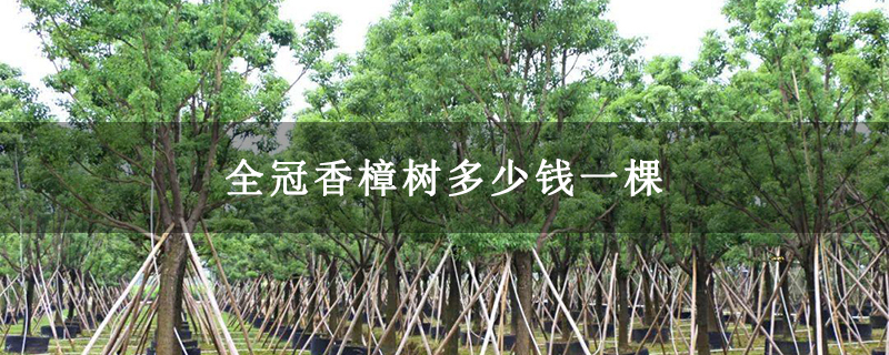 全冠香樟树多少钱一棵