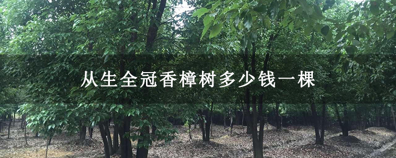 从生全冠香樟树多少钱一棵