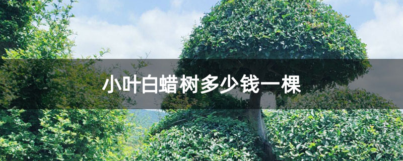 小叶白蜡树多少钱一棵