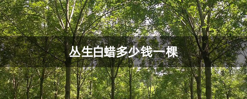 丛生白蜡多少钱一棵