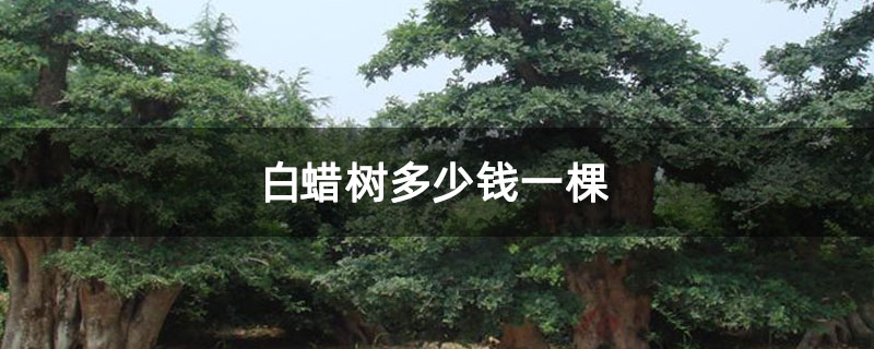 白蜡树多少钱一棵