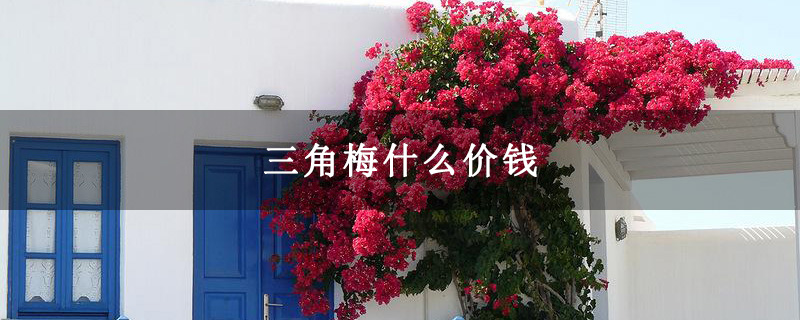 三角梅什么价钱