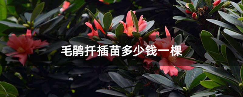 毛鹃扦插苗多少钱一棵