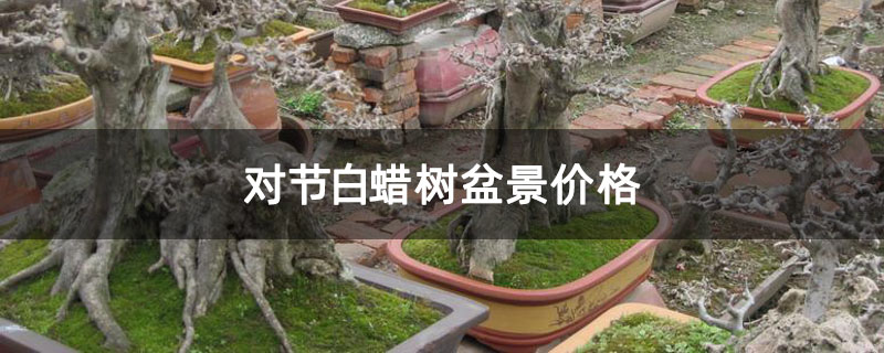 对节白蜡树盆景价格