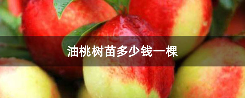 油桃树苗多少钱一棵