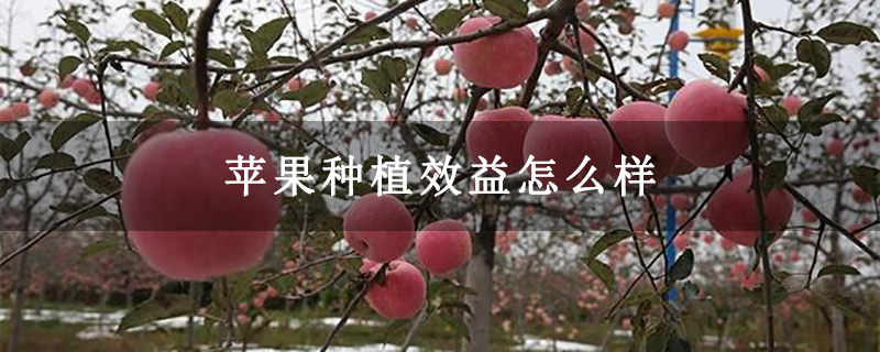 苹果种植效益怎么样