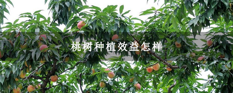 桃树种植效益怎样