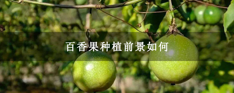 百香果种植前景如何