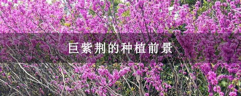 巨紫荆的种植前景