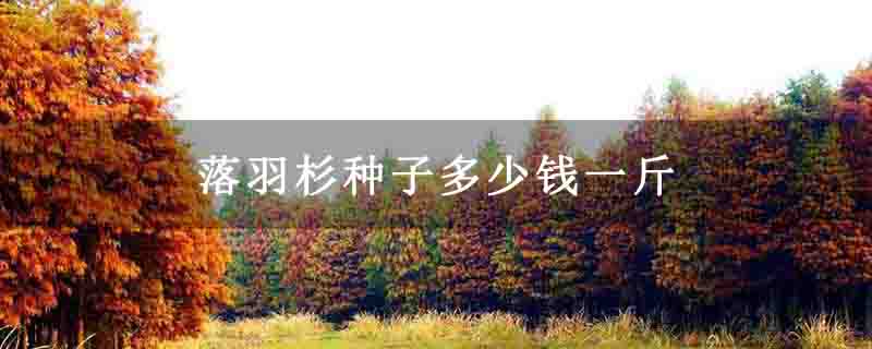 落羽杉种子多少钱一斤