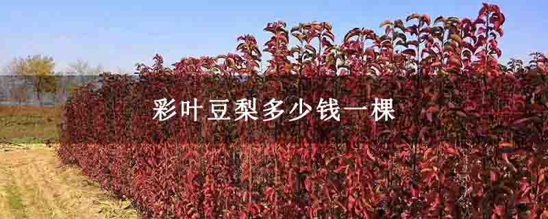 彩叶豆梨多少钱一棵
