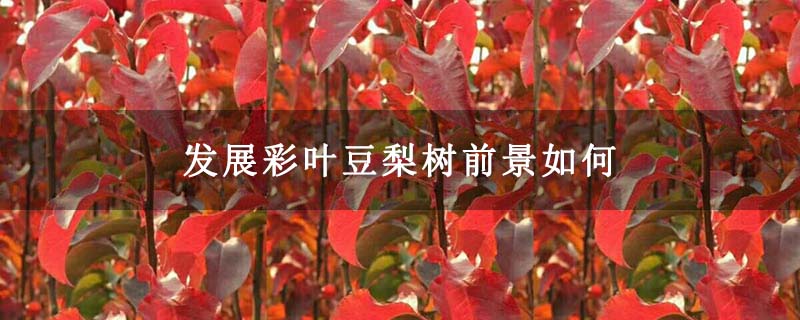发展彩叶豆梨树前景如何