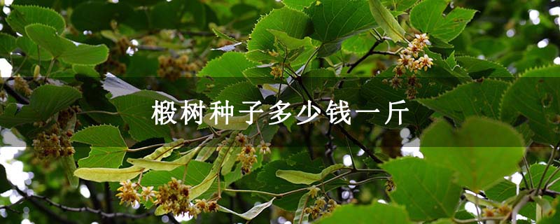 椴树种子多少钱一斤