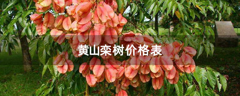 黄山栾树价格表
