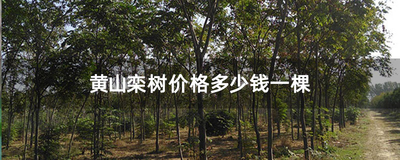 黄山栾树价格多少钱一棵