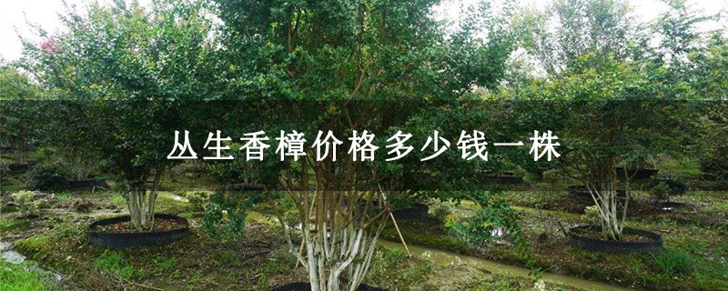 丛生香樟价格多少钱一株