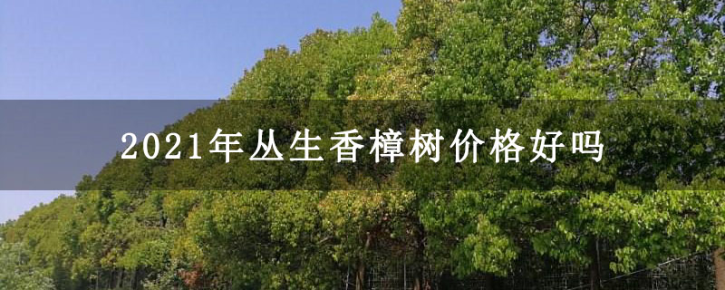 2021年丛生香樟树价格好吗