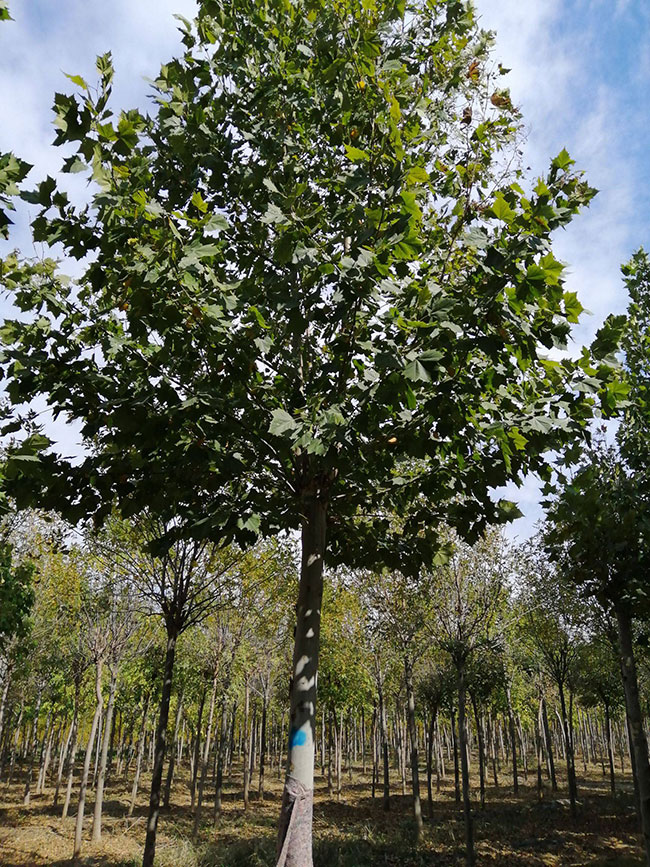 造型法桐小苗价格多少钱一棵?最新造型法桐小苗价格行情