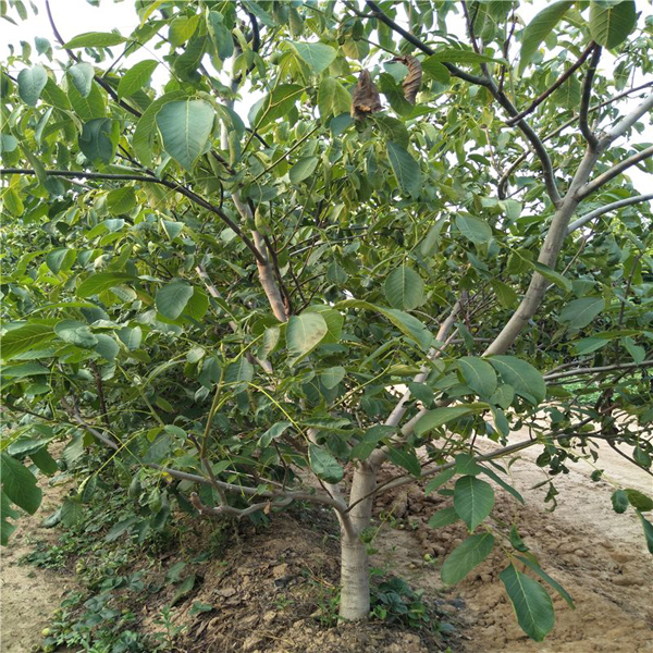 核桃树
