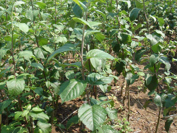 苹果树苗多少钱一棵？2020年苹果树苗价格行情
