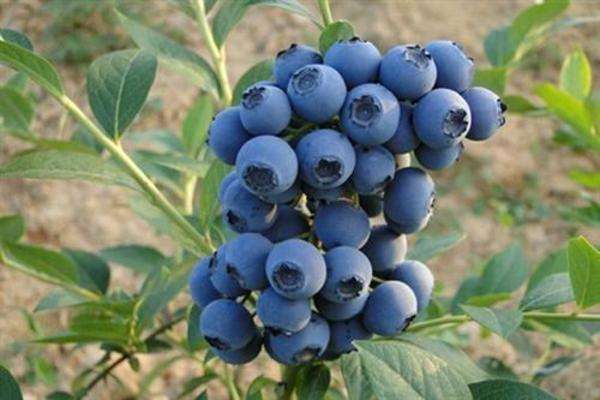 蓝莓苗多少钱一棵？2020年蓝莓苗价格行情