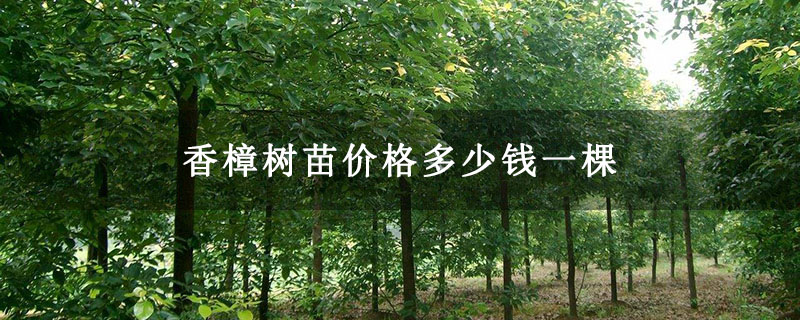 香樟树苗价格多少钱一棵