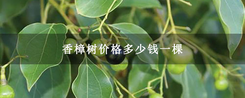 香樟树价格多少钱一棵