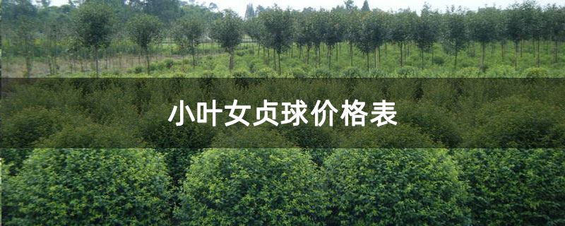 小叶女贞球价格表
