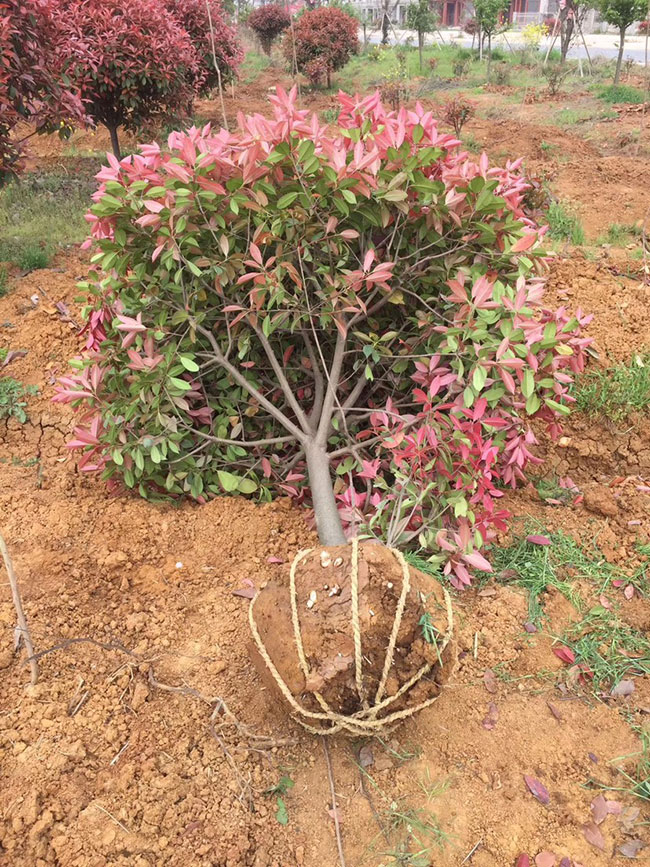 红叶石楠球什么季节种植?红叶石楠球种植时间