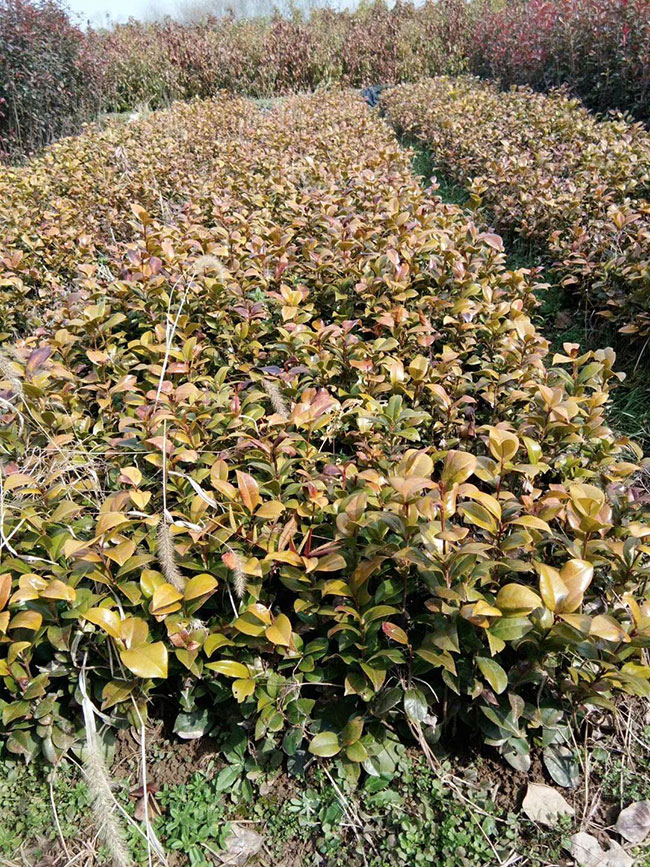 红叶石楠球什么季节种植?红叶石楠球种植时间