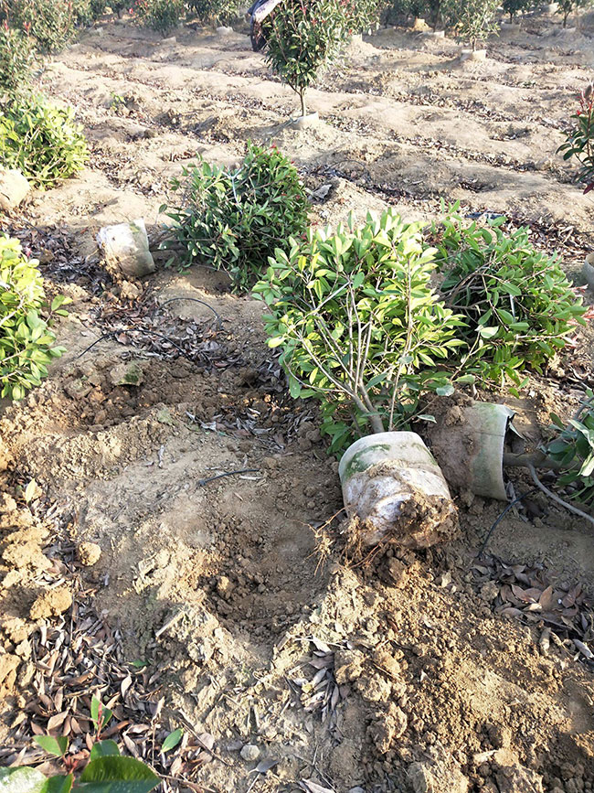 红叶石楠球如何种植?红叶石楠球种植技术