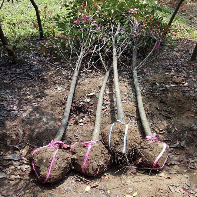 红叶石楠球如何种植?红叶石楠球种植技术