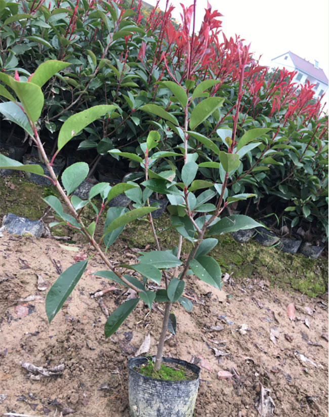 红叶石楠球如何种植?红叶石楠球种植技术