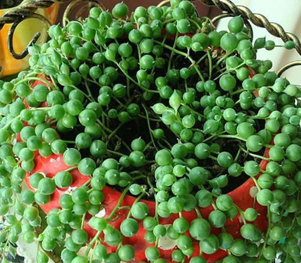 珍珠吊兰