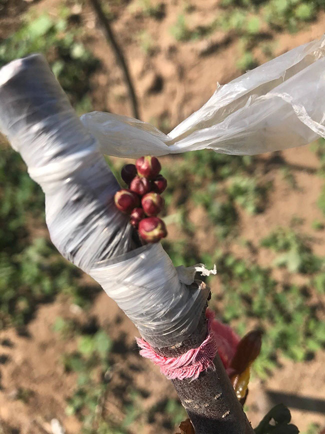 富贵王子海棠