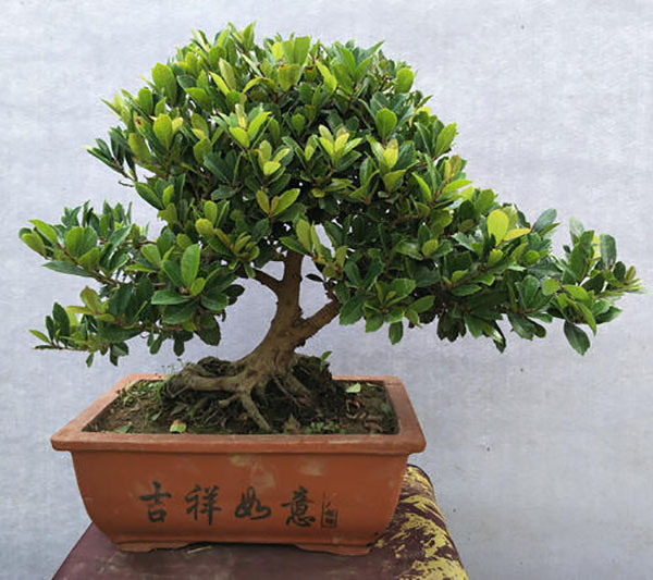 小叶蚊母树盆景值钱吗？小叶蚊母树价值