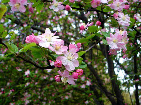 八棱海棠花