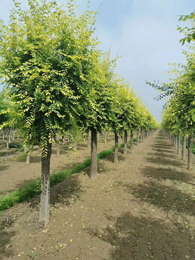 白蜡树多少钱一棵?2020年白蜡树价格最新行情预测