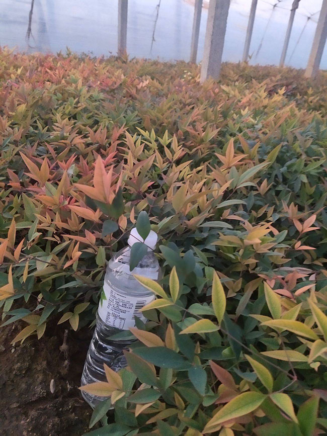 南天竹多少钱一棵?2020年南天竹价格最新行情预测